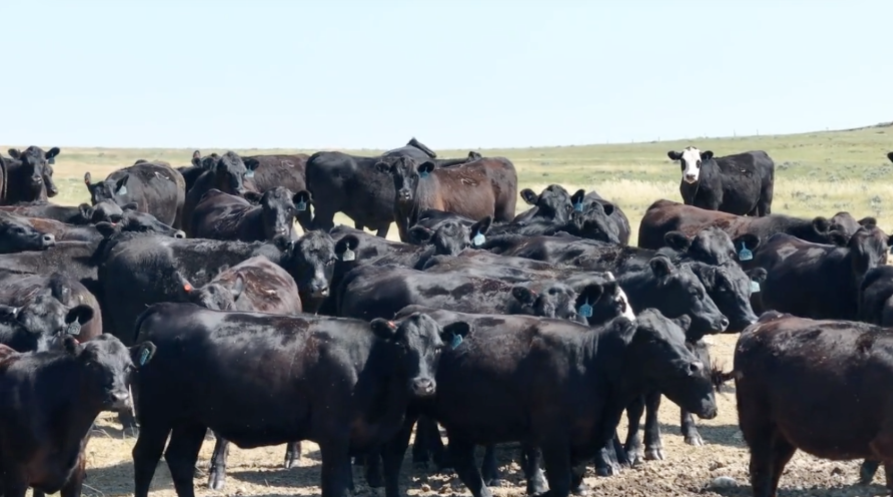 260 AI BRED, HEIFERS! 100 WERE AI'D TO TOPP MOBILE -BH827C5